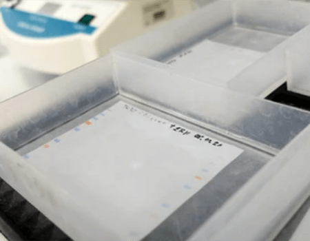 Nitrocellulose Transfer Membranes